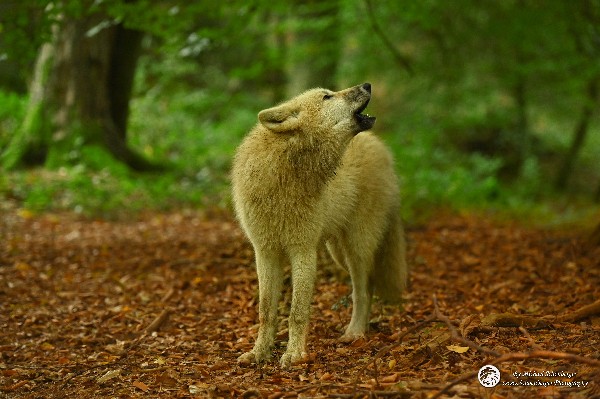 Polarwölfe Arctic wolves Anyu Nova Yuki